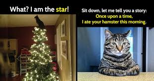 13 Funny Cat Memes To Brighten Your Day Bouncy Mustard