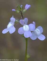 Image result for Lintonia nutans