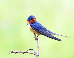 Barn Swallow Birds That Make Mud Nests Barn Swallow Ebirdr Barn Swallow Swallow Bird Animals