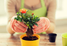 Image result for cuttings of roses