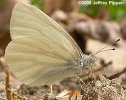 Image result for Vepris whitei