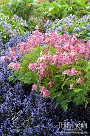 Dicentra Amore Pink Moundy And Full Of Sweet Pink Flowers Amore Pink Has Contrasting Blue Foliage That Really Sets Th Shade Plants Bleeding Heart Plants