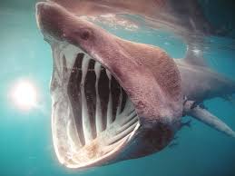 Définition, synonymes, citations, traduction dans le dictionnaire de la langue française. Requin Pelerin Vs Grand Requin Blanc Duel De Grandes Gueules