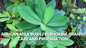 Image result for Maerua grantii