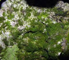 Image result for Trichomanes