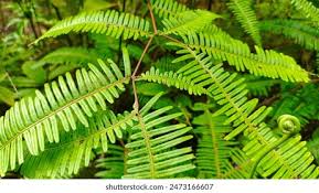 Image result for Dicranopteris elegantula
