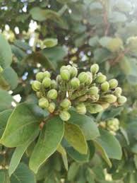 Image result for Hymenaea