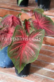 Image result for Coleus calycinus