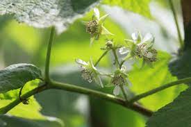 If you are planting several raspberry plants at one time, space each plant about 1 1/2 feet apart. When Do Raspberries Bloom Top Tips Facts
