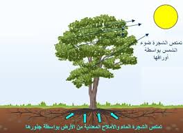 عمليات النبات الحيوية الزراعة اليوم