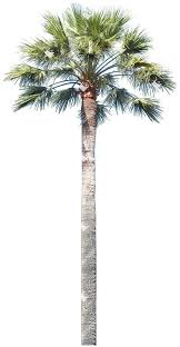 Image result for Hyphaene