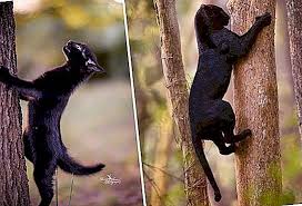 He depicted with realistic detail a dreamworld where commonplace objects are often metamorphosed in a bizarre and irrational fashion. Lustiger Vergleich Panther Sind Nur Grosse Schwarze Katzen Foto Die Natur 2021
