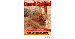 Complete camel facts for kids. Camel Spiders Learn About Camel Spiders And Enjoy Colorful Pictures Look And Learn 50 Photos Of Camel Spiders Kindle Edition By Wolff Becky Children Kindle Ebooks Amazon Com