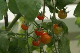 We did not find results for: Tomato Curling Leaves Causes And Effects Of Tomato Plant Leaf Curl Tomato Plant Leaves Tomato Plant Leaves Curling Tomato Leaves Curling