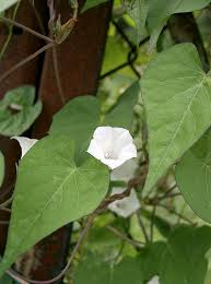 Image result for Ipomoea fulvicaulis