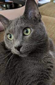 900 Russian Blue Cats Ideas In 2021 Russian Blue Blue Cats Cats