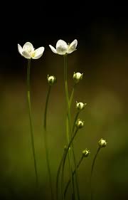 The Genus Parnassia Also Known As Grass Of Parnassus Or Bog Stars It S A Delicate And Beautiful Little Beautiful Flowers Flower Pictures Flowers Photography