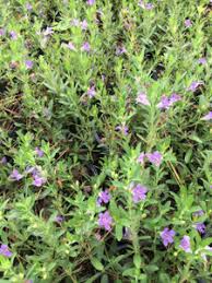 Image result for Dyschoriste albiflora