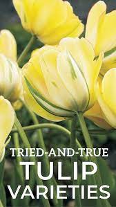 Grow Your Best Tulips Ever Tulips Garden Summer Flowers Garden Planting Tulips