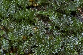 Image result for Didymoglossum erosum