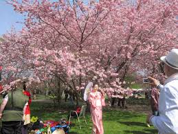 Morgen 12 uhr eröffnen der gesandte der japanischen botschaft, yasushi misawa, und die parkmanagerin der gärten der welt, beate reuber, das fest in marzahn. Japanisches Kirschblutenfest I D Garten Der Welt In Berlin Foto Bild Jahreszeiten Fruhling Fruhling Bilder Auf Fotocommunity