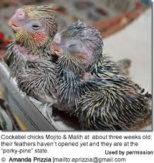 Raising Cockatiel Chicks Beauty Of Birds