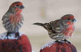 Five Ways To Avoid House Finch Eye Disease Birdoculars Com
