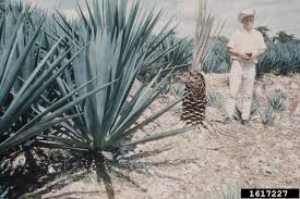 Image result for Agave sisalana