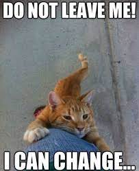 25 Funny Cat Memes Part 2 Cattime Funny Animal Pictures Cat Memes Cute Funny Animals