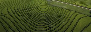 Agriculture is one of the greatest opportunities to address climate change, biodiversity loss positive agriculture changes that are sustainable, resilient and inclusive have the potential to feed the world's. Cosai Innovation For Transformative Change In The Global South