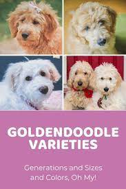 A solid color goldendoodle with white markings that cover less than 50% of the body are known by several names: Goldendoodle Varieties Generations Sizes And Colors Oh My