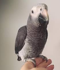 Timneh African Grey For Sale