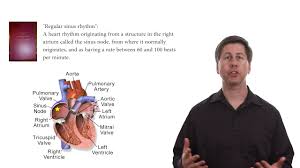 What Is A Normal Heart Rate Youtube