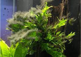 Wiederstandfähig sind sie zudem auch noch. Algen Im Aquarium Der Ultimative Guide Zur Algenentfernung