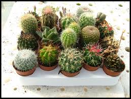 Sigue el mapa para llegar a las ruinas de calavera, ¡y hazte con el antiguo tesoro! Fitosofia Cactus Y Plantas Suculentas