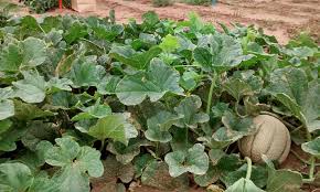 Cantaloupe seedlings are very sensitive, so do not transplant until all. Growing Cantaloupe For A Summer Sweet Treat Epic Gardening