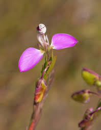 Image result for Polygala erioptera