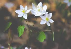 Art.com has been visited by 10k+ users in the past month White Flowers In Spring Picography Free Photo