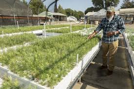 Let us do it for you. Why Nurseries Have A Crucial Role In Protecting The Planet World Economic Forum