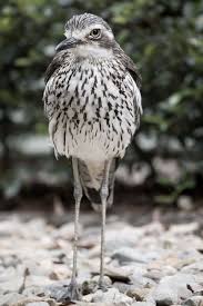 Small Bird With Long Legs And Long Beak Long Legged Bird Australian Zoo Long Legs Insect Photos Bird