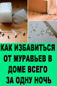 как избавиться от запаха в обуви за одну ночь Kak Izbavitsya Ot Muravev V Dome Vsego Za Odnu Noch Spasenie Ot Neproshenyh Gostej In 2020 Hand Soap Bottle Farm Gardens Life Hacks