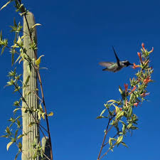 Image result for Justicia anagalloides