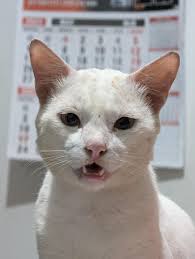 Me dá um nome engraçado pro meu gato velho e malvado? : r/NameMyCat