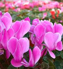 Cyclamen is usually grown in pots indoors. How To Growing Annuals And Perennials Indoor Care Instructions For Cyclamen Plants