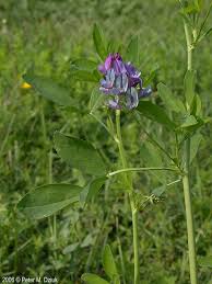 Image result for Medicago sativa