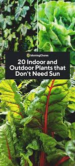 For it to grow and thrive, you need to ensure that is far away from direct sunlight. 20 Indoor And Outdoor Plants That Don T Need Sun
