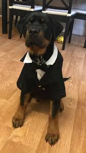 Rottweiler Dog Breeds Big Dog Breeds Cute Animals