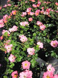 Rose cultivar (en) pretty lady (en). Bodendecker Rose Pretty Girl Rosa Pretty Girl