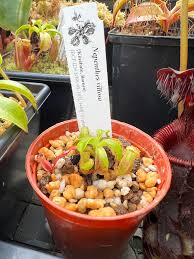 Image result for Polystachya villosa