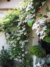 Image result for Clematis commutata